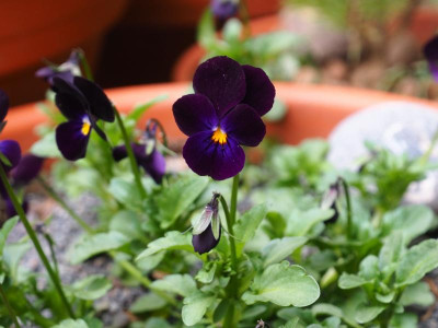 Viola Bowles's Black 3 P5010461.JPG