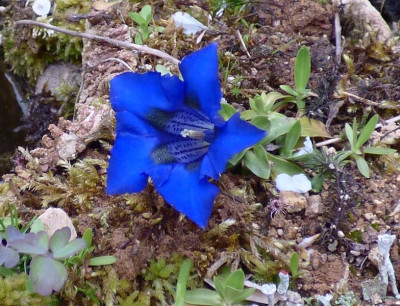 G.acaulis Jörg1.jpg