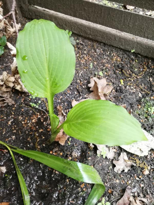 Hosta oder Curcuma.jpg