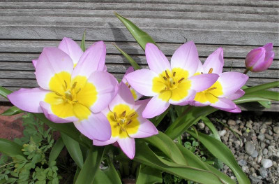 Tulpe 04.05.21 .JPG