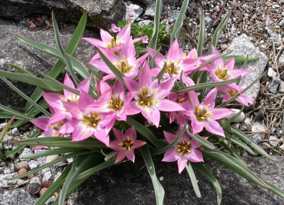Tulipa aucheriana 04.05.21.JPG