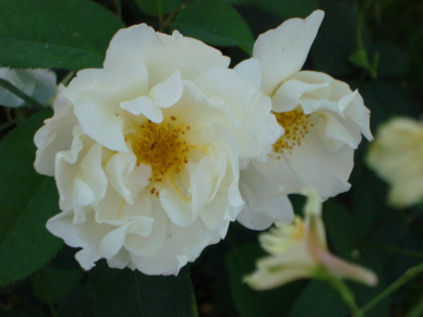 Windrush_1.jpg