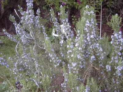 PICT3270.JPG