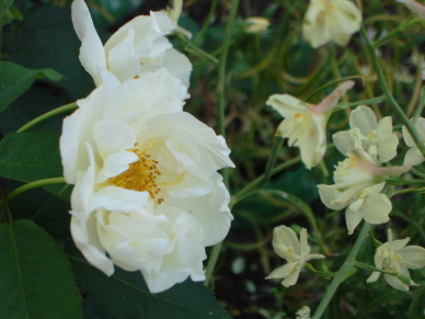 Windrush_2.jpg
