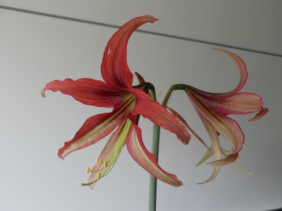 2021-05-03 Hippeastrum 'Tango' 1.jpg