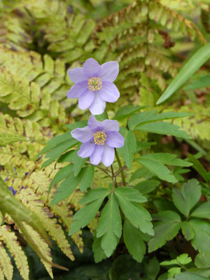 2021-05-04 Anemone nemorosa 'Allenii'.jpg