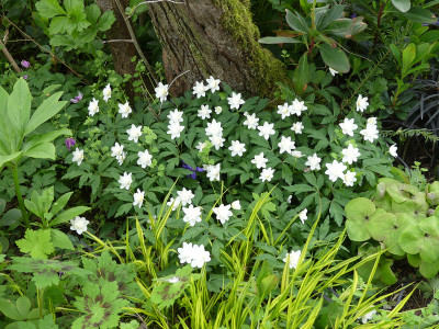 2021-05-04 Anemone nemorosa 'Vestal'.jpg