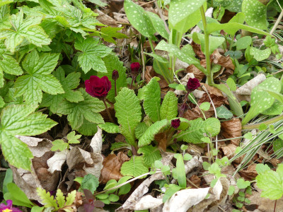 2021-05-04 Primula 1.jpg