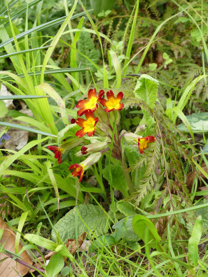 2021-05-04 Primula 2.jpg