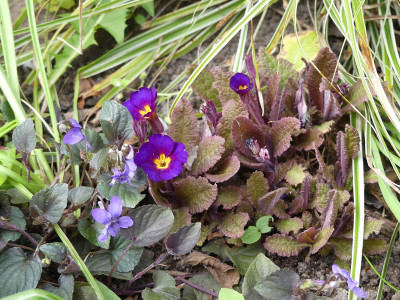 2021-05-04 Primula 3.jpg