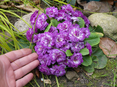 2021-05-04 Primula 'Belarina Lively Lilac' 1.jpg