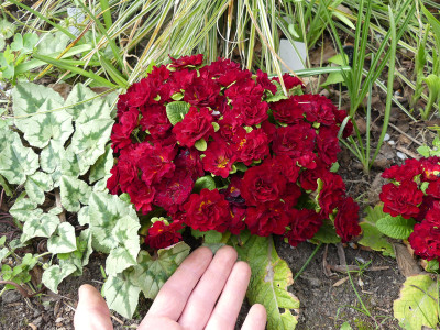 2021-05-04 Primula 'Belarina Valentine'.jpg