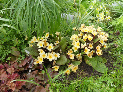 2021-05-04 Primula 'Osiered Amber'.jpg