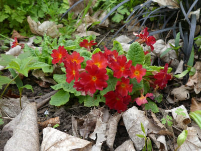 2021-05-04 Primula 'Wanda Orange'.jpg
