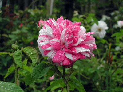 Camaieux4_640.jpg