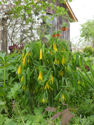 2021-05-04 Uvularia grandiflora.jpg