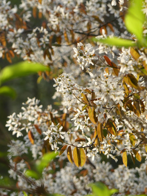 2021-05-04 Amelanchier lamarckii 1.jpg