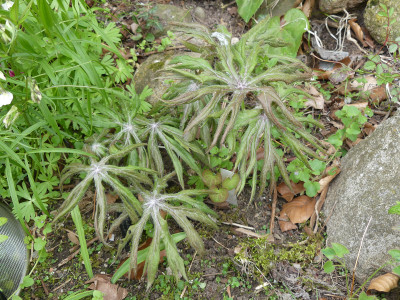 2021-05-04 Syneilesis 'Hagoromo'.jpg