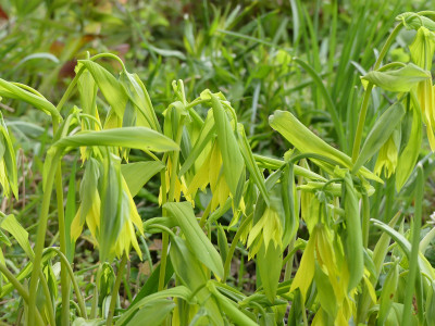 2021-05-04 Uvularia grandiflora 'Lynda Windsor' 1.jpg