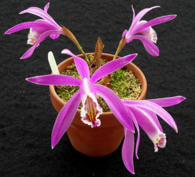2007-12-01_Pleione_Lassen_Peak_.JPG