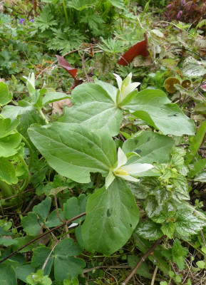 2021-05-04 Trillium parviflorum.jpg