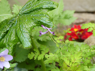 2021-05-04 Corydalis sheareri 1.jpg