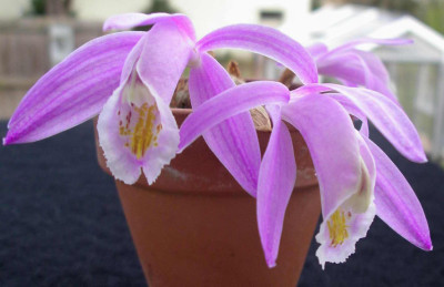 Pleione_praecox_2007-12-07.JPG