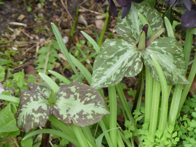 2021-05-05 Trillium sessile.jpg