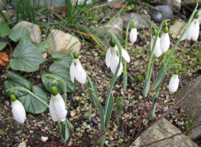 IMG_Galanthus_J._Haydn_2204.JPG