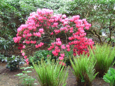 Bot_garten Christiansberg 036.JPG