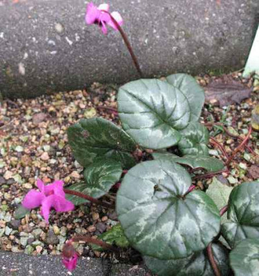 IMG__Cyclamen_coum_2207.JPG