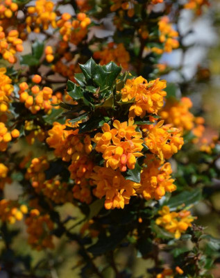 Berberis_lologensis_MysteryFire.21-1.jpg