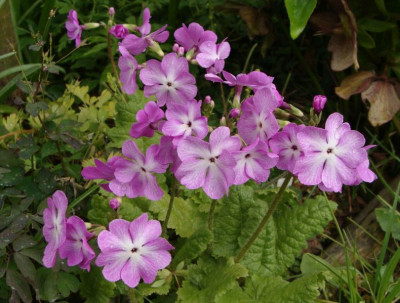 Primula sieboldii21.jpg