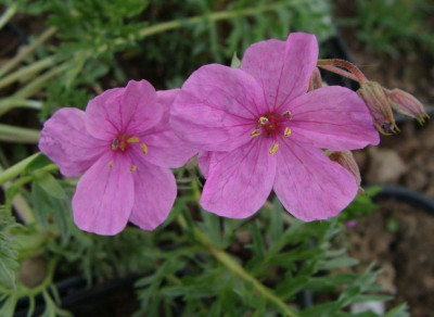 Erodium Presba21.jpg