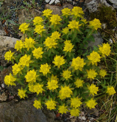 Euphorbia polychroma epithymoides21.jpg