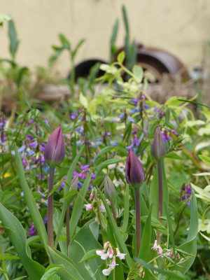 2021-05-05 Gartenimpressionen 1.jpg