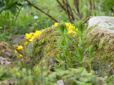 2021-05-05 Gartenimpressionen 2.jpg