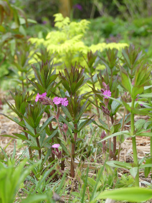 2021-05-05 Silene dioica.jpg