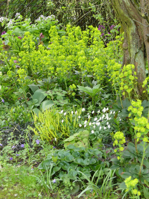 2021-05-05 Euphorbia robbiae.jpg