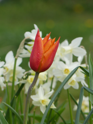 2021-05-05 Tulipa 'Ballerina' 3.jpg