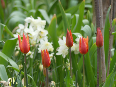 2021-05-05 Tulipa 'Ballerina' 5.jpg