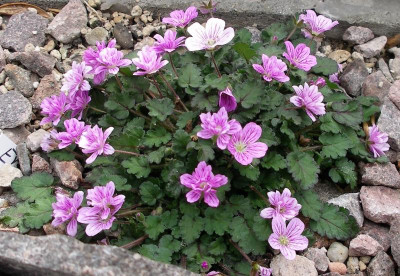 Erodium chamaedrys Floriplenum 04.05.21.JPG