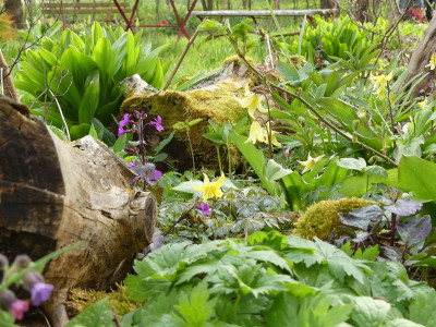 2021-05-06 Gartenimpressionen 1.jpg