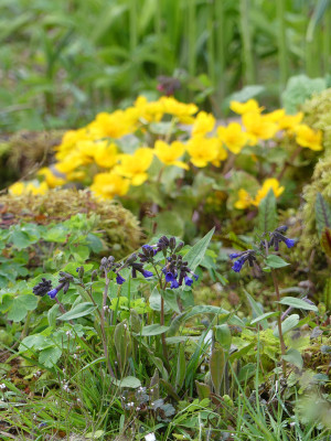 2021-05-06 Gartenimpressionen 2.jpg