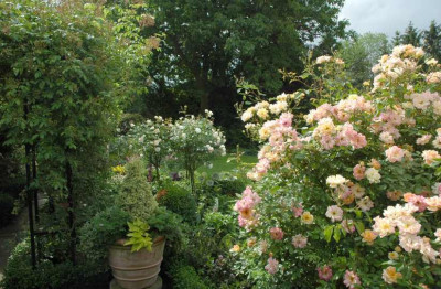 Rosa_Phyllis_Bide_1_03-06-2007.jpg