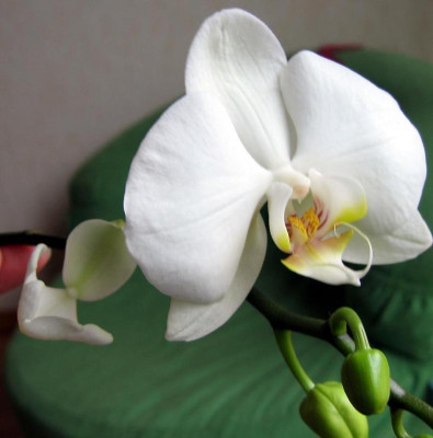PhalenopsisMit2.JPG