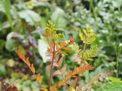 Osmunda regalis 'Purpurascens' P5010486.JPG