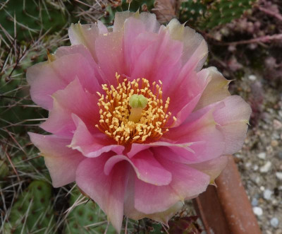Opuntia phaecantha.jpg