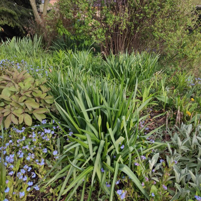 Camassias_20210506.jpg