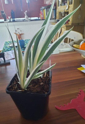 welcher iris.jpg